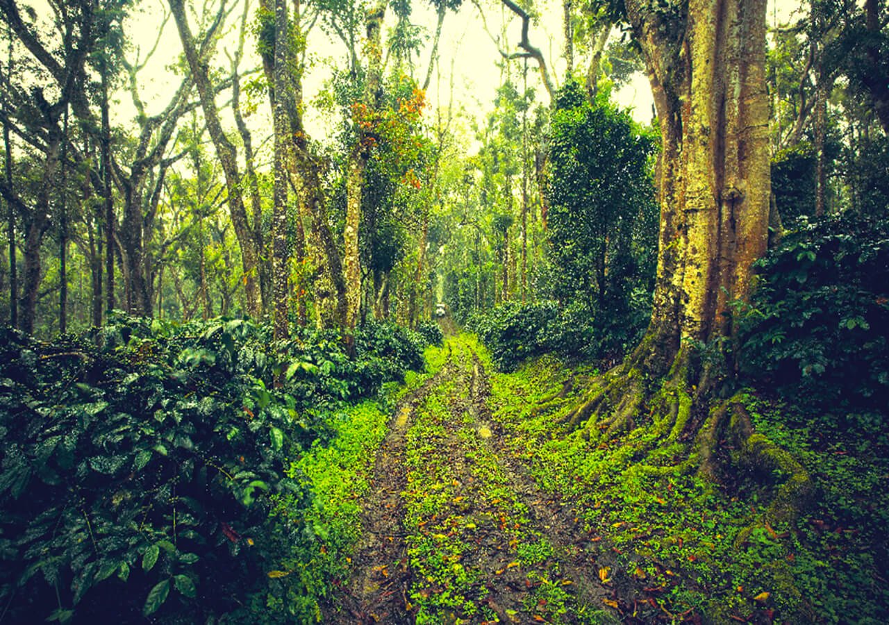 Coffee Plantation Tour by Coffee-Bean Villa