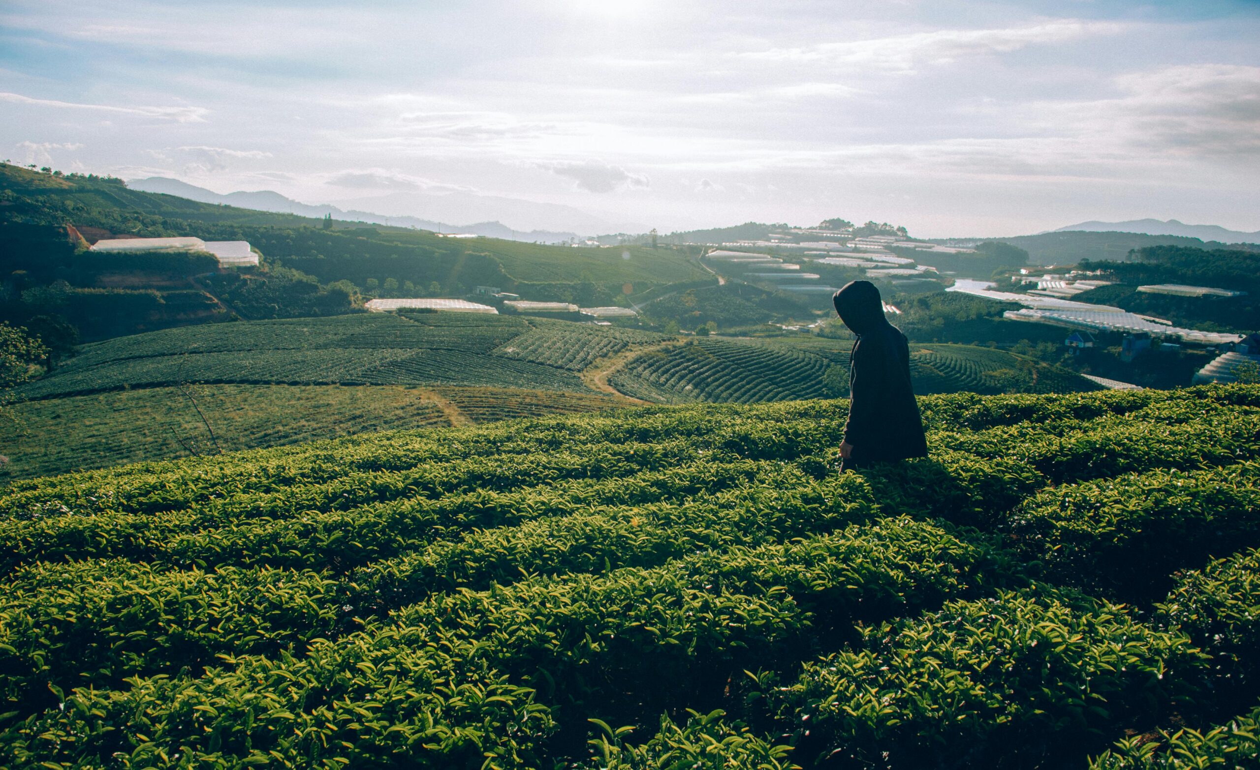 Experience Luxury and Nature at Coffeebean Villa in Sakleshpur