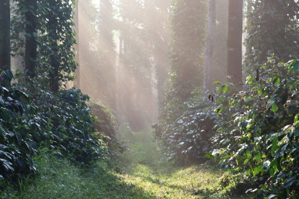 forest homestay in Sakleshpur