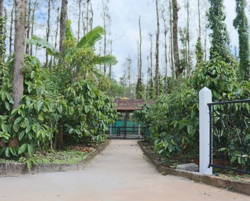 a road surrounded by nature in both sides