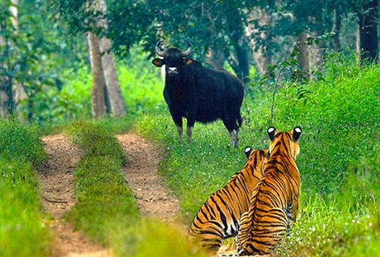 Muthodi Wildlife